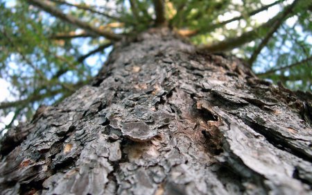 ��������� ����