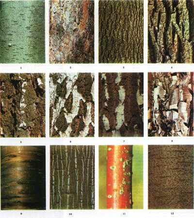 ��������� ����